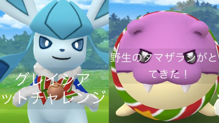 【ポケモンGO】過去最高の奇跡！？まさかのタイミングで色違いグレイシアと色違いタマザラシが現る・・！【色違いポケモン報告・ウィンターイベント・コミュニティデイ・上限解放】