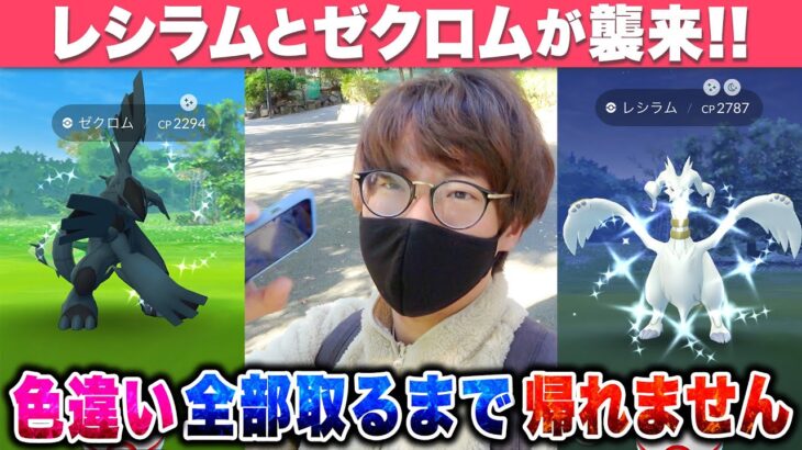 【ポケモンGO】レシラムとゼクロムが襲来中！！色違い全部取れるまで帰れません！！怒涛の28連戦！！おこうの日イベントでも〇〇の色違いも！？