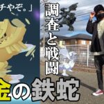 【ポケモンGO】色違いメガハガネールを召喚せよ！高個体レシラム＆ゼクロムを目指して合計68連戦！新シーズン「ヘリテージ」の気になる野生状況も調査してみるぞいねスペシャル！【久しぶりの冒険】