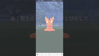 深夜のポケ活✨色違い探し結果😁【ポケモンGO】#Shorts　#ポケモン　#Pokémon