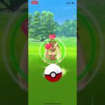 ポケモンGO 野生のミミロップ❗️👀