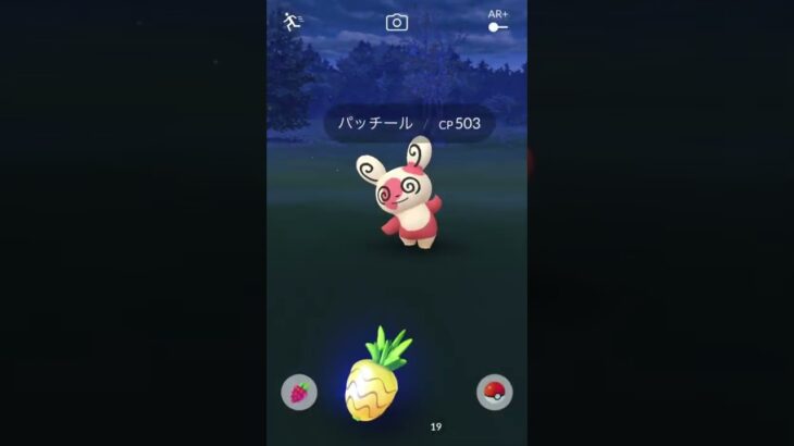 【ポケモンGO】ポケモンリサーチ　ポケモン発見！　パッチール出たーっ　😵‍💫フラフラし過ぎぃ　笑