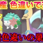 【検証】ポケモンGO産の色違いで野良交換したら改造色違いだらけでヤバすぎたww【ポケモンレジェンズアルセウス/PLC】