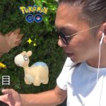 【ポケモンGO】熱き激闘！色違いムックル実装決定！色違いドンメルを探し求めて梅雨明けした猛暑の中を闊歩する金沢の傾奇者スペシャル！【ポケカ13日目】