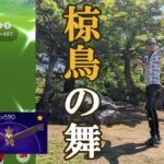 【ポケモンGO】1匹捕獲で9360XP！？真夏のムックルコミュデイがやってきた！色違いを見つけ出して「最強のムクホーク」を完成させよスペシャル！【シャドウムクホーク】