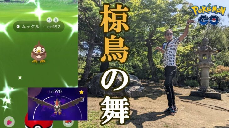 【ポケモンGO】1匹捕獲で9360XP！？真夏のムックルコミュデイがやってきた！色違いを見つけ出して「最強のムクホーク」を完成させよスペシャル！【シャドウムクホーク】