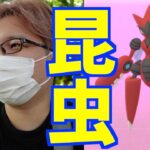 むしイベ始まったけど、ゲノセクトさんの影が薄すぎる件について【ポケモンGO】