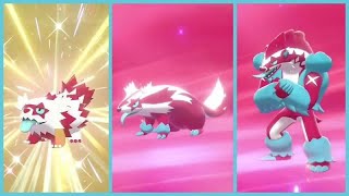 Shiny Galarian Zigzagoon Family finally complete | Pokemon Go