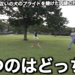 【ドッグランレース】JASH VSゆずみん！どっちの犬が優秀なのか熾烈な戦いが今始まる！！