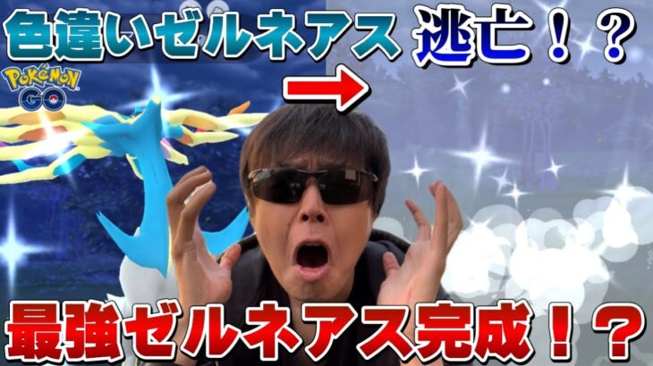 捕獲率100%の色違いに逃げられる！？ハロウィンイベント前日に個体値100のゼルネアス完成なるか？ゼルネアスのレイドアワー【ポケモンGO】