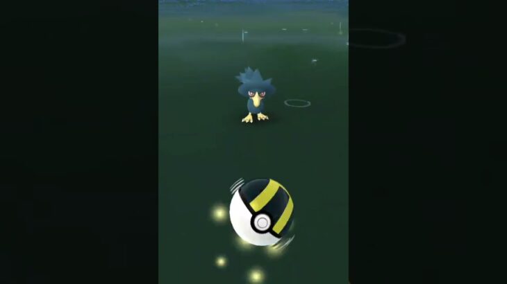 pokemon go caught murkrow in wild #shorts #pokemongo #pokemon #gameplay #game #gaming #murkrow