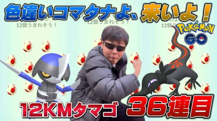 12KMタマゴ36連！色違いコマタナが欲しいのよ…！えっ？ヤトウモリメスも【ポケモンGO】