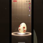 【ポケモンGO】12kmタマゴ3連🥚過去1の結果に悶絶w#ポケモンgo #shorts ＃PUFFY＃愛のしるし