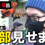 【ポケモンGO】激レア捕れてたやん…！？2022年に捕れた色違い819匹を全て大公開！各種イベント、沖縄、そして北海道すべて全力で取り組んだ結果を一気に振り返るスペシャル！【一撃の虎】