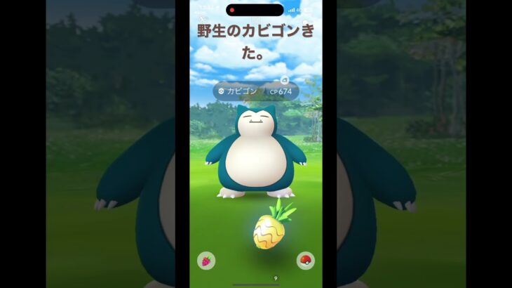 【ポケモンGO】野生のカビゴンがきたでやんすよ。【ポケモンGO】