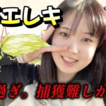 【跳ねる】レジエレキ！！捕獲激ムズ過ぎて怒るぞ？。エピックレイド  포켓몬 고 Pokémon GO JAPAN