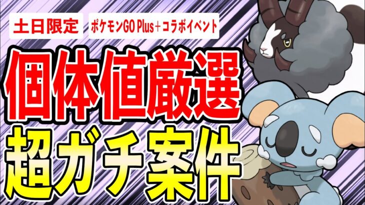 【34時間限定】超ガチ案件！2年振りのウールー待望野生沸き＆新ポケ実装ネッコアラ！！個体値厳選も●●狙いで安心だァ！【ポケモンGO】【GOバトルリーグ】【HIDDEN GEMS】