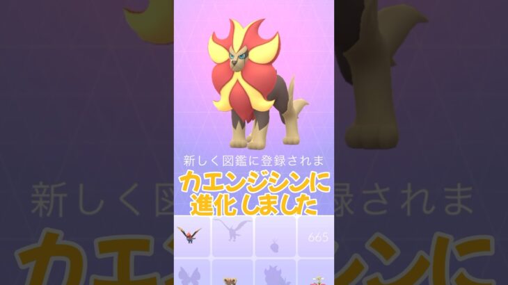 【ポケモンGO】個体値100%のシシコを進化させた動画