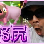 【ポケモンGO】ぶひぶひボンッ！？色違いグルトンを♂♀＋１捕獲せよ！進化させて色違いパフュートンにしたら「予想外の事態」にツボる金沢の傾奇者スペシャル！【パルデアの冒険】