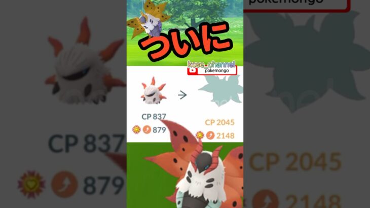 【ポケモンGO】やっと！メラルバからウルガモスからの？ #相棒