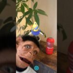 ポケモンGOのスナップショットに映り込んでくる奴 #shorts