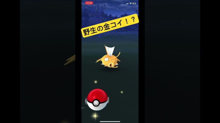 野生のコイキング色違い！？#ポケモンgo  #ゾロア