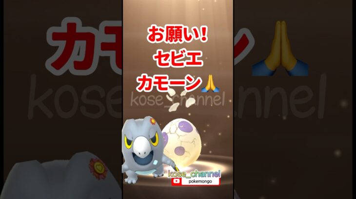 【ポケモンGO】メリープコミュデイバグ？おひろめなし？10キロたまご4連発！セビエ狙い！ #おひろめ #コミニュティデイ