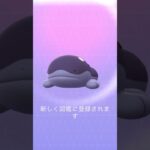 【ポケモンGO】色違いパルデアウパー➡︎ドオー【コミュデイ2023年11月】 #shorts