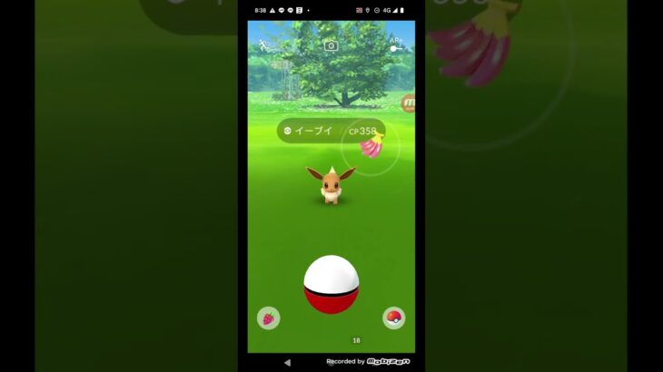 ポケモンGO実況　人気ポケモンイーブイを捕まえてみた　かわいいイーブイをゲットなるか　ポケモンGOに挑む　#Shorts　#ポケモン 　#ショート