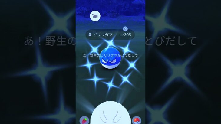 ビリリダマ💣色違いキラ✨●～*#ポケモンgo #ポケモン #pokemon #光のフェスティバル #ビリリダマ#色違いポケモン