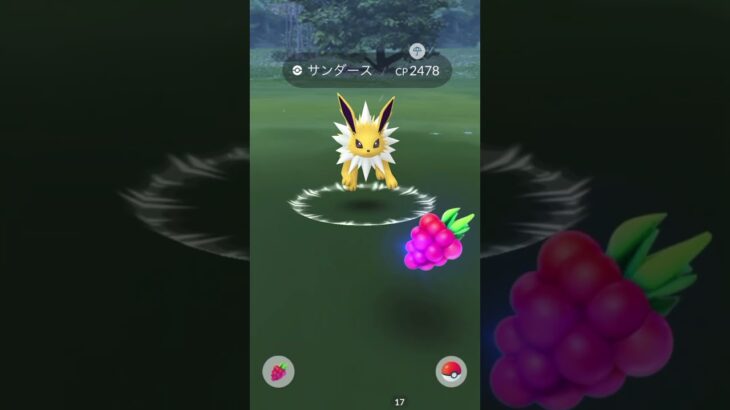 野生でCP2500⁈のサンダース#ポケモン #ポケモンgo