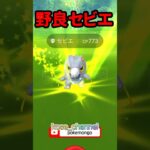 【ポケモンGO】野良セビエでたー！メタモンはどこ？ #ゾロア #メタモン #セビエ