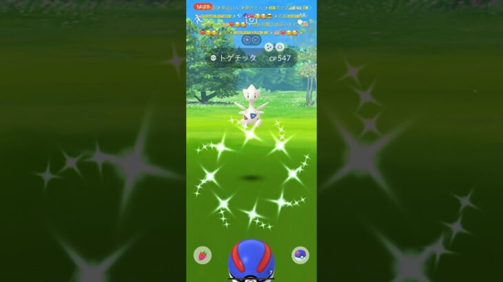 ✨【ポケモンGO】【大好き】【コミュニティデイ】✨可愛い天使✨色違いトゲチックちゃん舞い降りましたよ👼🤲🏼❤️‍🔥☺️🥰😎✨可愛い鳴き声と可愛い御羽パタパタ癒し動画👼✨笑顔幸せ感謝✨🥰