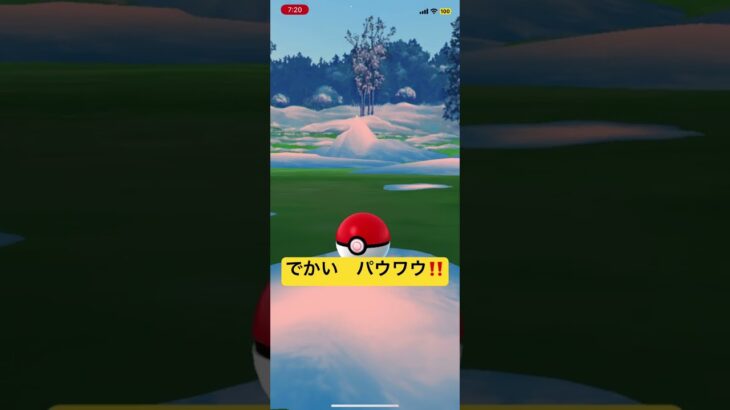 でかい　パウワウ　ゲット‼️   ポケモンGO