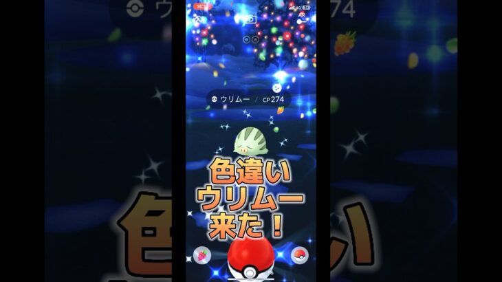 【ポケモンGO】色違いウリムー、イノムーゲット！イノムーの目が見える？#ポケモンgo #pokemongo #pokemon #ポケモン