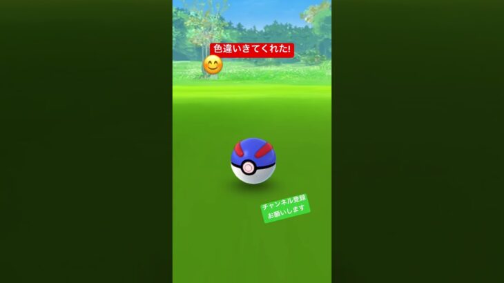 かーわい❤️ #ポケモンgo #ポケgo #ポケモン #pokemongo #pokemon #pokémon #色違い #色違いポケモン #カチコール #チャンネル登録お願いします #shorts