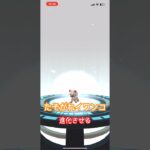 たそがれたイワンコを進化させてみる。#ポケモン #ポケモンgo