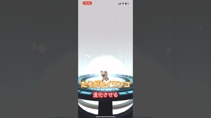 たそがれたイワンコを進化させてみる。#ポケモン #ポケモンgo