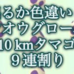 【ポケモンGO】出るか色違い！ シンオウグローバル 10kmタマゴ ９連割り #shorts