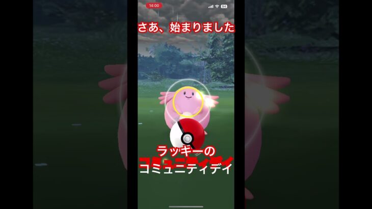 ポケモンGO  超速報！　ついに始まりました。！　ラッキーのコミュニティデイ✌️ #ポケモンGO#ラッキー#コミュニティデイ