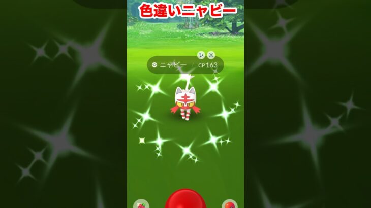 【ポケモンgo】色違いニャビー大量発生中！この機会に色違い捕まえよう✌️ #ポケモンgo #ポケモン　#色違いニャビー　#色違いガオガエン　#パチストラッシュ