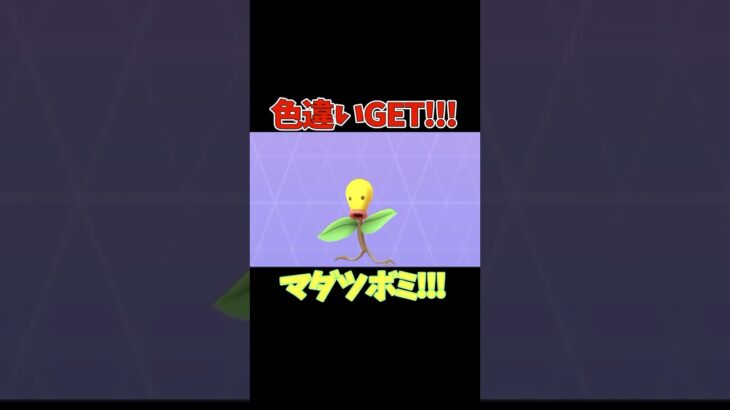 【ポケモンGO】色違いGET!!!マダツボミ!!!#pokemon #ポケモン #ポケモンgo #pokemongo #shinypokemon #色違い #bellsprout ＃マダツボミ