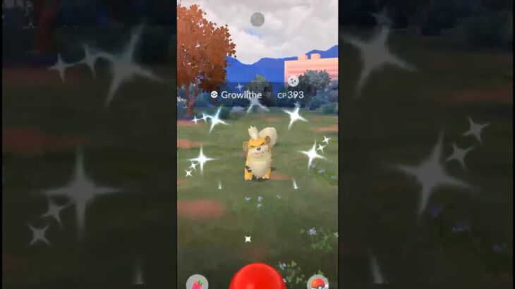 ✨Shiny Growlithe CAUGHT In Pokemon Go!✨ #pokemon #shorts