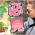 【ポケモンGO】誰も知らない新仕様！？色違いシェイミちゃんの個体値ガチャで神になれ！知ってる人だけが得をする隠しコマンドを大公開スペシャル！【ライバルイベント2024】