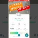 ワッカネズミ進化ガチャ、1発で成功！？#ポケモンgo #ワッカネズミ#ポケモン