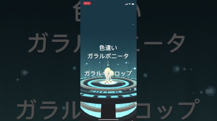 ポケモンGO 色違いガラルポニータ出現！色違いガラルギャロップへ進化！ #pokémon #ポケモンgo #ポケモン