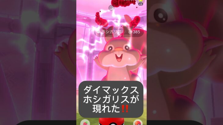 【ポケモンGO】キョダイマックスホシガリスが現れた!!「巨大化のナゾ（2/3）」【✨Dynamax Skwovet Pokémon GO ✨】