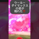 【ポケモンGO】キョダイマックスウールーが現れた!!【✨Dynamax Wooloo Pokémon GO ✨】