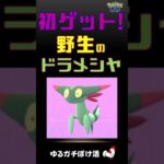 【初ゲット記念！ドラメシヤ】#ポケモンgo #ドラメシヤ #ドラパルト #新種 #ポケモン