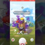 シャドウエンテイレイドでまさかの色違い！？ #short #shorts #ポケモンGO #pokemongo #gbl_gurbani